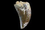 Serrated, Raptor Tooth - Large Specimen #88105-1